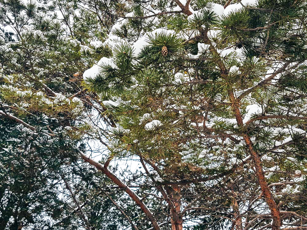 Снежные пейзажи Приморского края