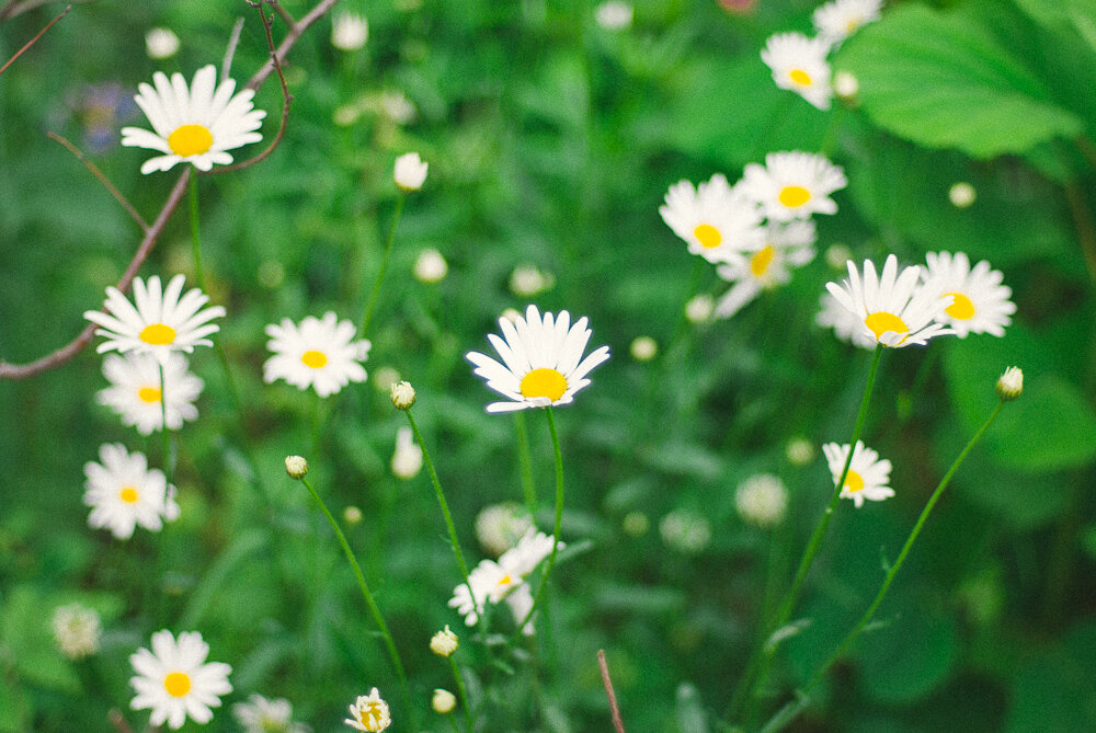 Природа Приморского края летом