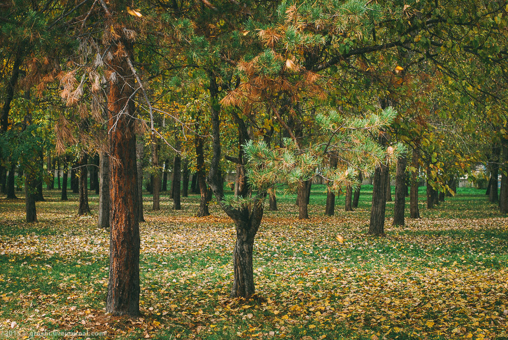 осенние фото Арсеньева