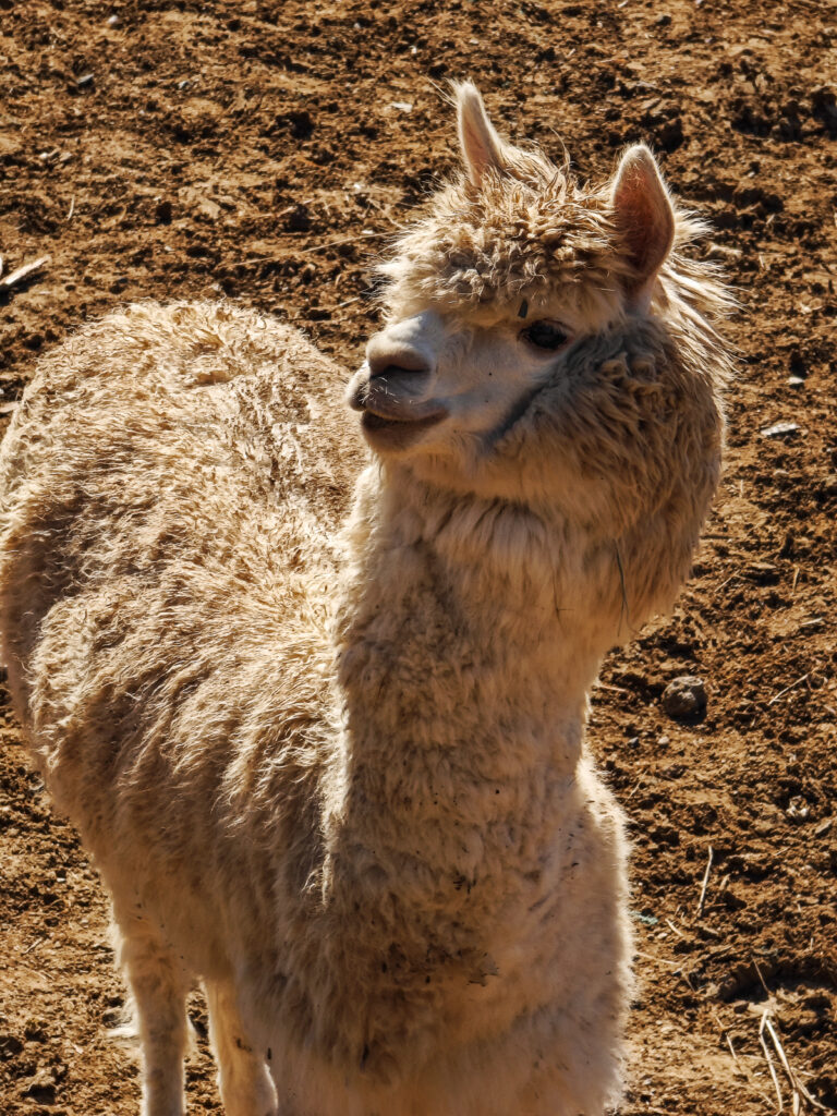Лев в Чанчуньском зоопарке