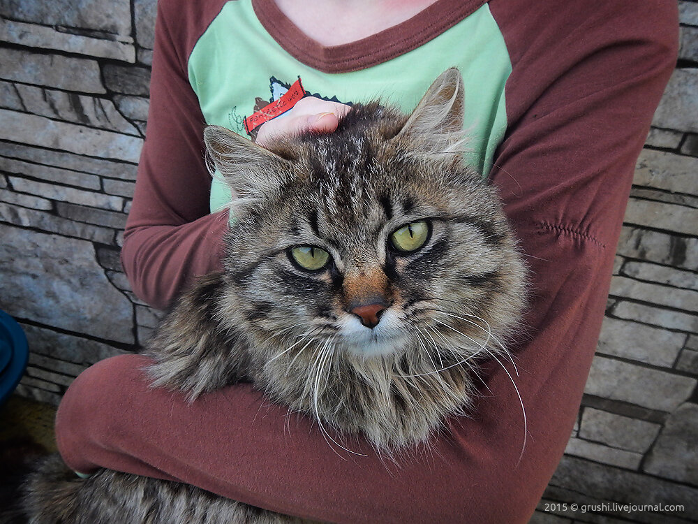 Кот Леший на базе отдыха