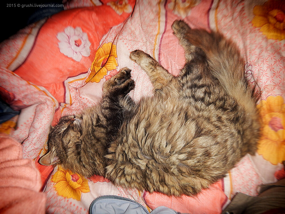 Кот Леший в домике
