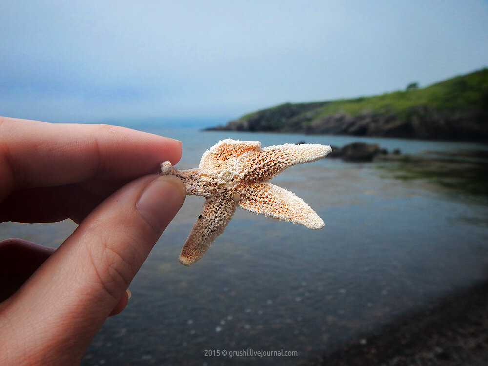 Пятиконечная морская звезда на полуострове Краббе