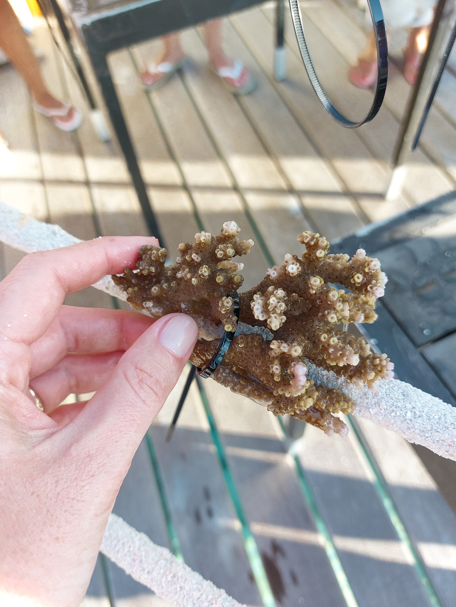 Морские биологи на Мальдивах