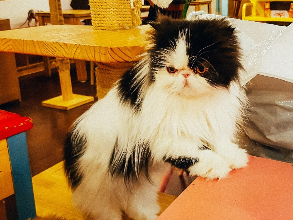 Кормление кошек в кафе Сеула
