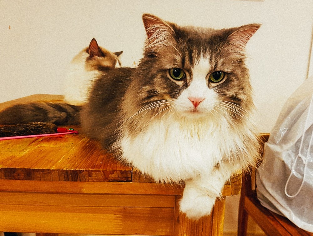 Кошки в кафе Мёдонга, Сеул