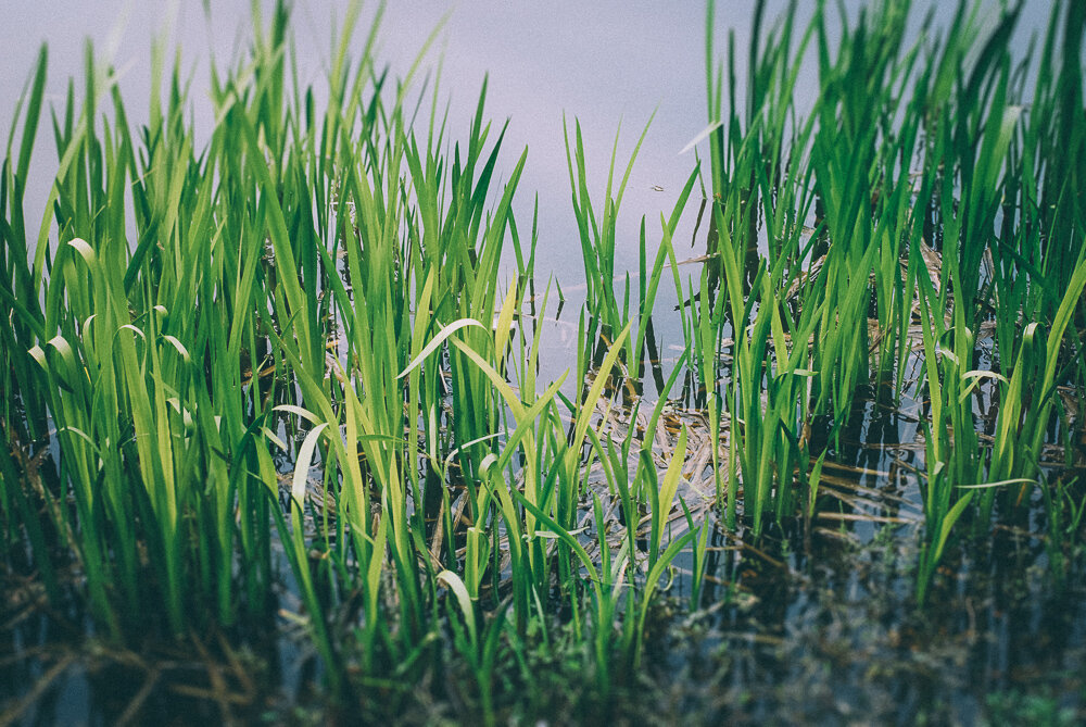 Весенняя фотопрогулка по парку
