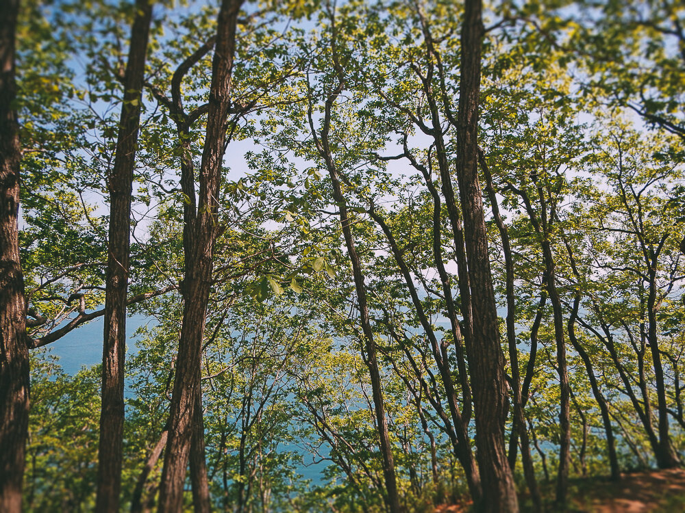 Дубовая роща near лагерь Океан
